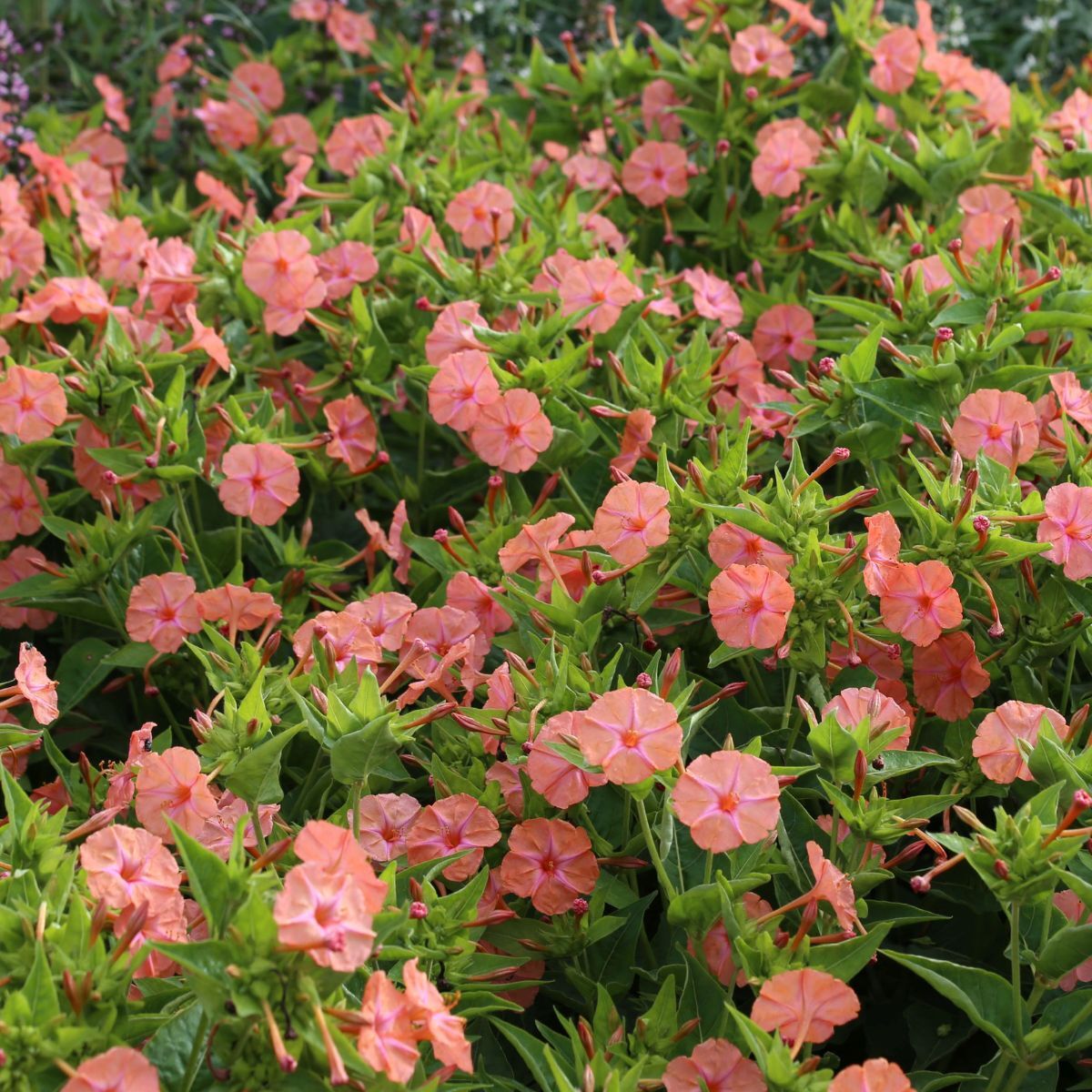 Four O'Clocks- Salmon Sunset